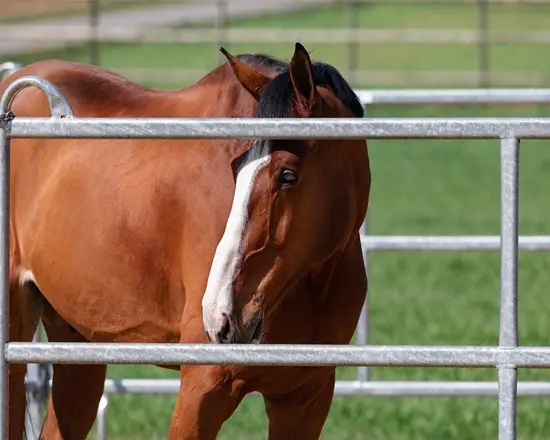 Safe and secure fence panels for horses.